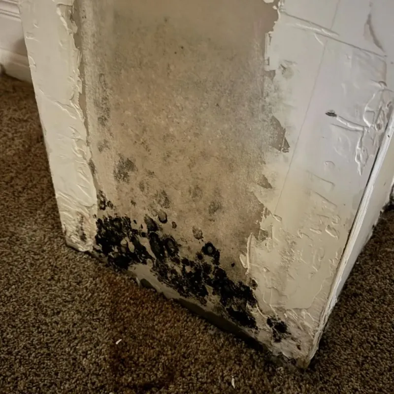 Professional Mold Removal in West Union, WV